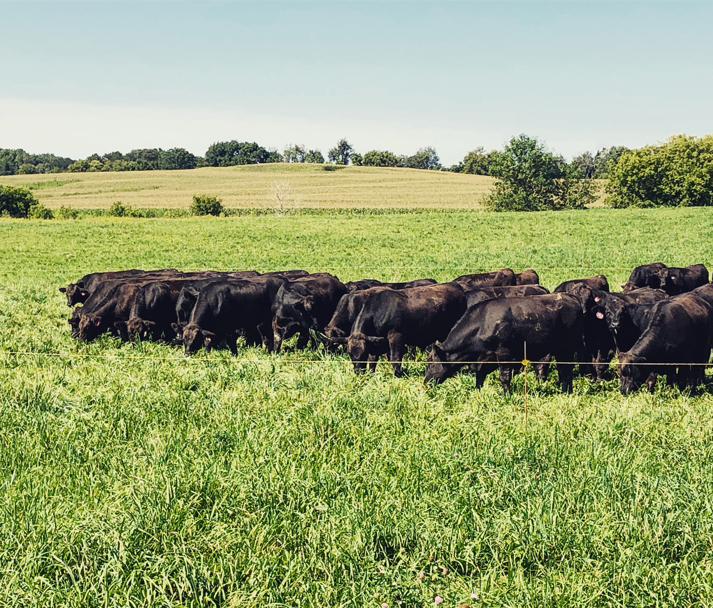 Cattle grazing in a green pasture